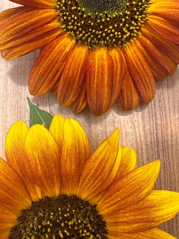 Close up of some sunflowers